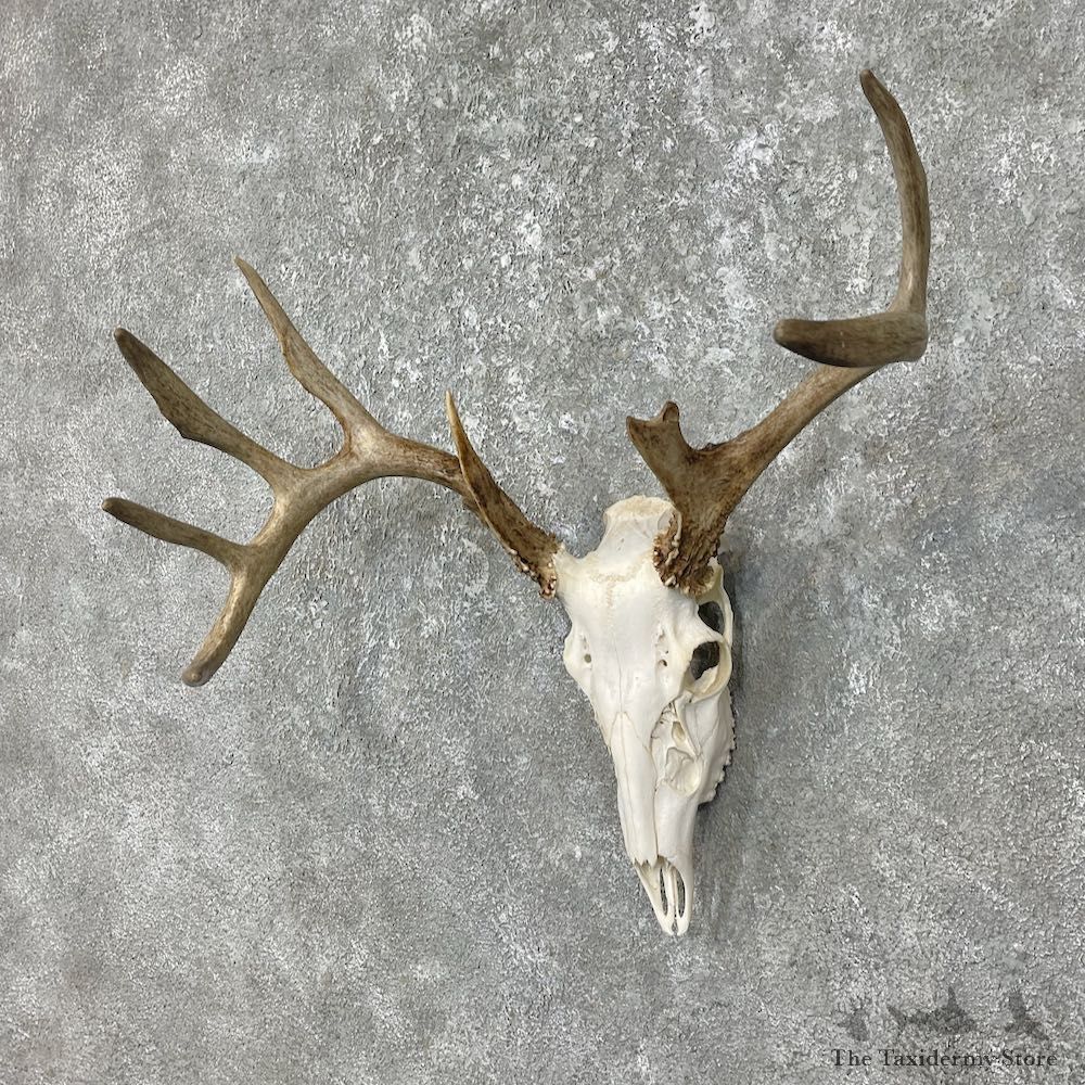 Whitetail Deer Skull European Mount For Sale #25609 @ The Taxidermy Store