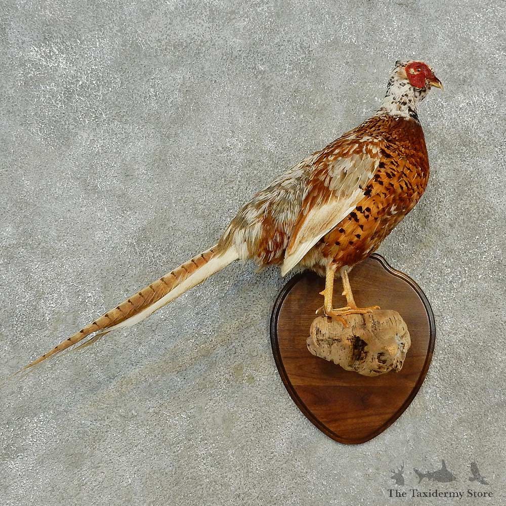 Pied Ringneck Pheasant Bird Mount For Sale #16581 @ The Taxidermy Store
