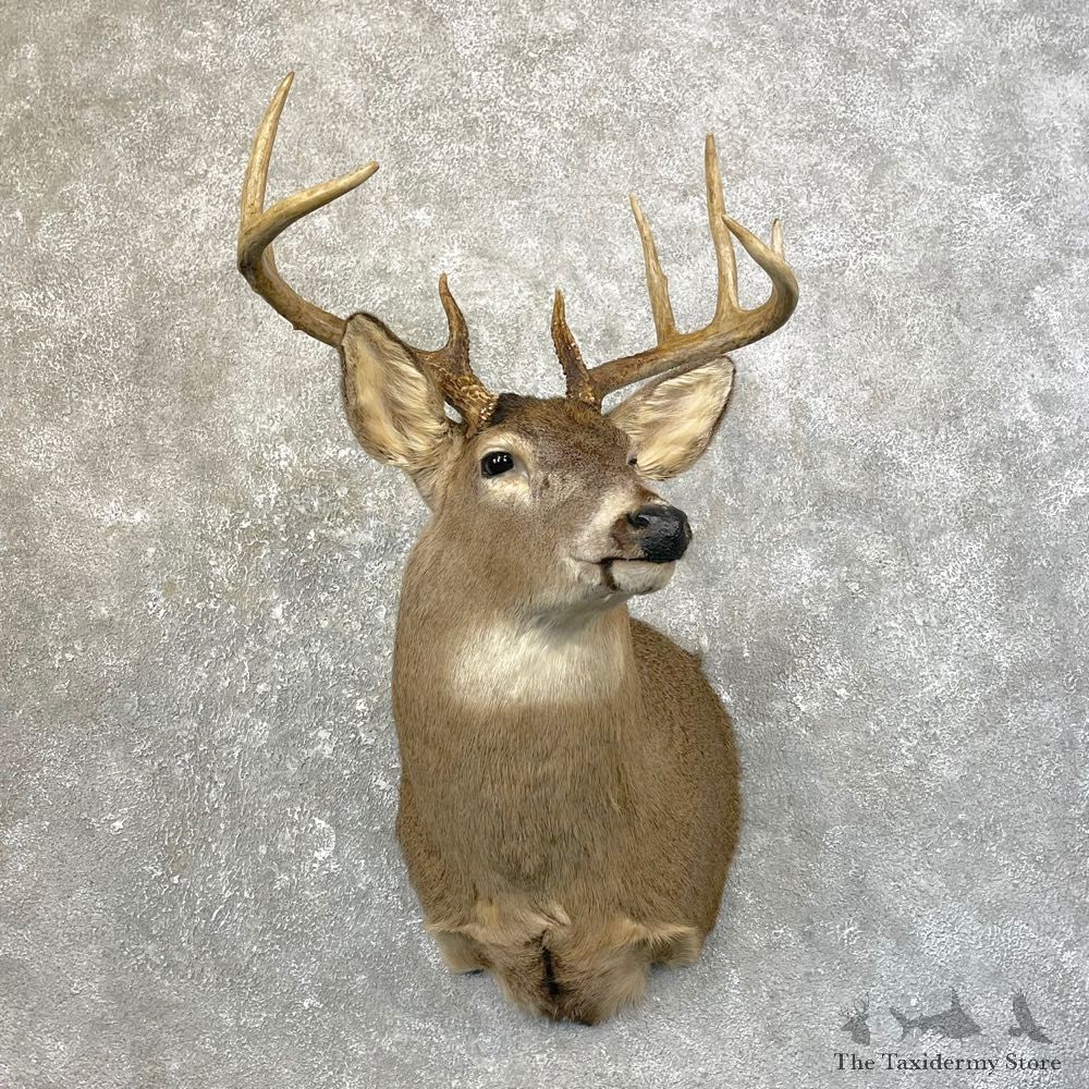 Whitetail Deer Shoulder Mount #25179 For Sale - The Taxidermy Store
