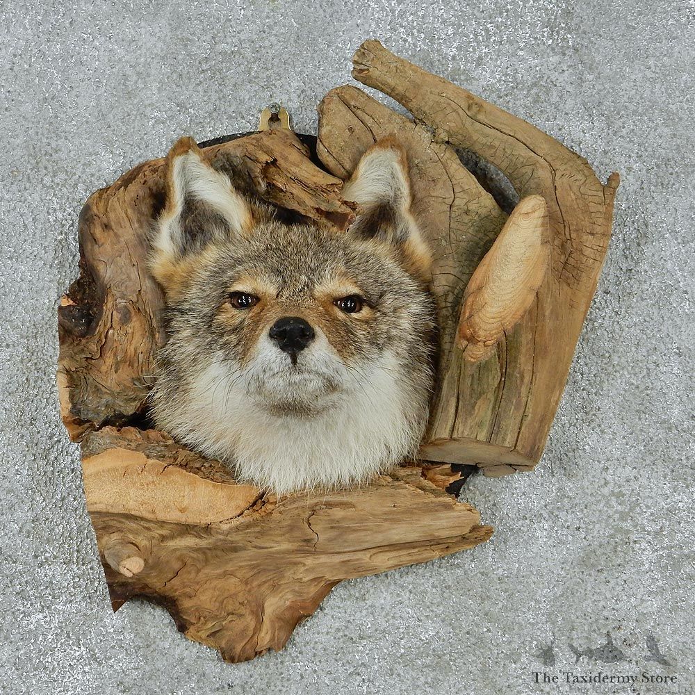 Coyote Head & Wood Taxidermy Mount #12928 For Sale @ The Taxidermy Store