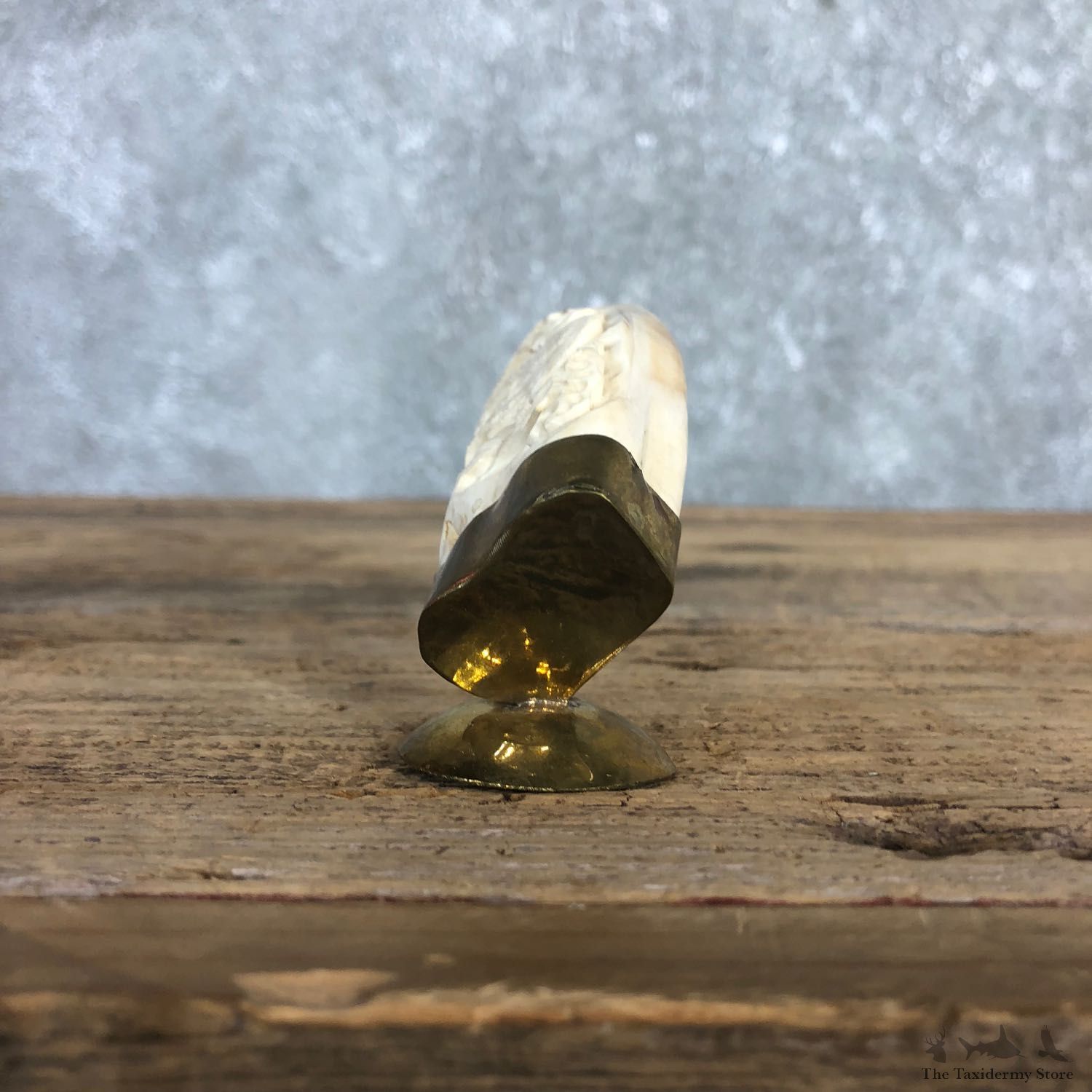 Carved Warthog Tooth For Sale #19968 @ The Taxidermy Store