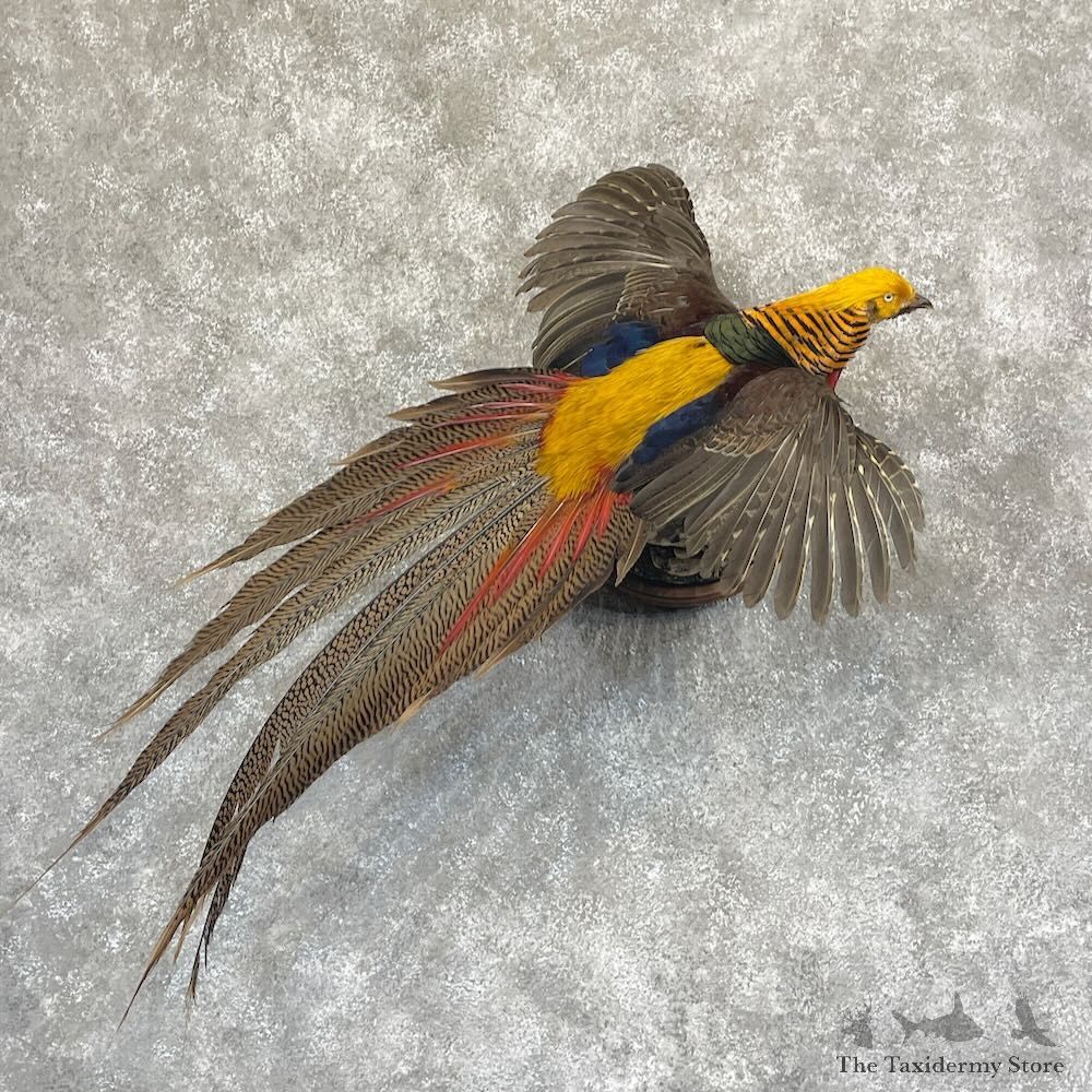 Red Golden Pheasant Mount For Sale #28748 @ The Taxidermy Store
