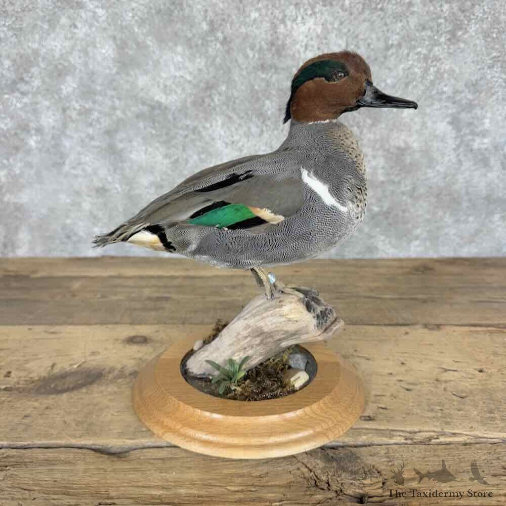 Green Winged Teal Duck Mount For Sale #31980 @ The Taxidermy Store