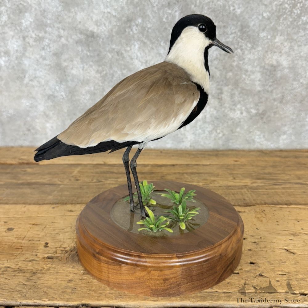 Spur-Winged Lapwing Bird Mount For Sale #29660 @ The Taxidermy Store