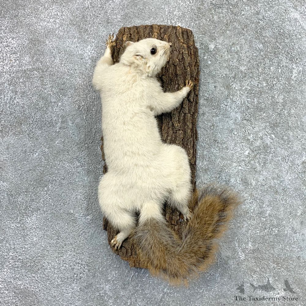 White Fox Squirrel Mount For Sale #23061 @ The Taxidermy Store