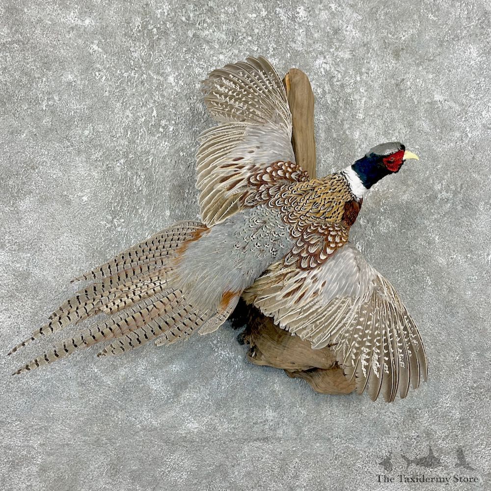 Ringneck Pheasant Bird Mount For Sale #26265 @ The Taxidermy Store