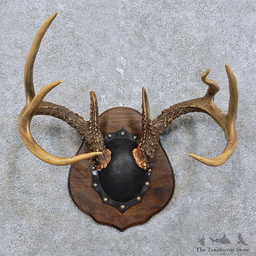 Whitetail Deer Antler Plaque Mount For Sale #15769 @ The Taxidermy Store