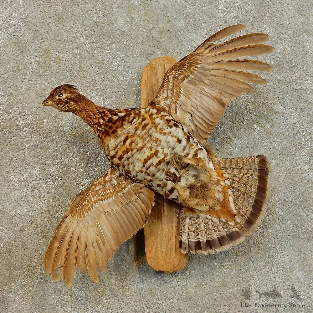 Ruffed Grouse Bird Mount For Sale #16537 @ The Taxidermy Store