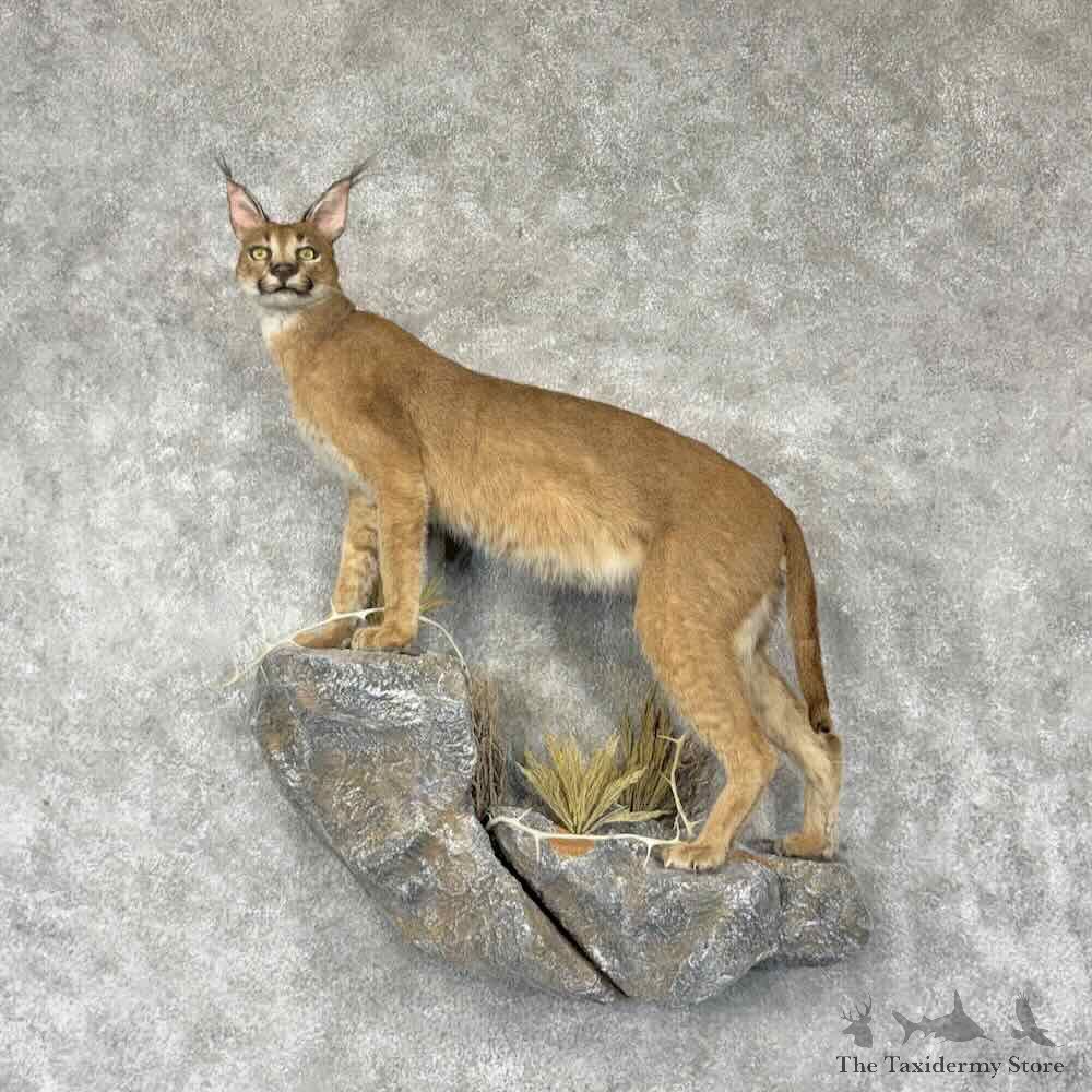 African Caracal Cat Life-Size Mount For Sale #31633 @ The Taxidermy Store