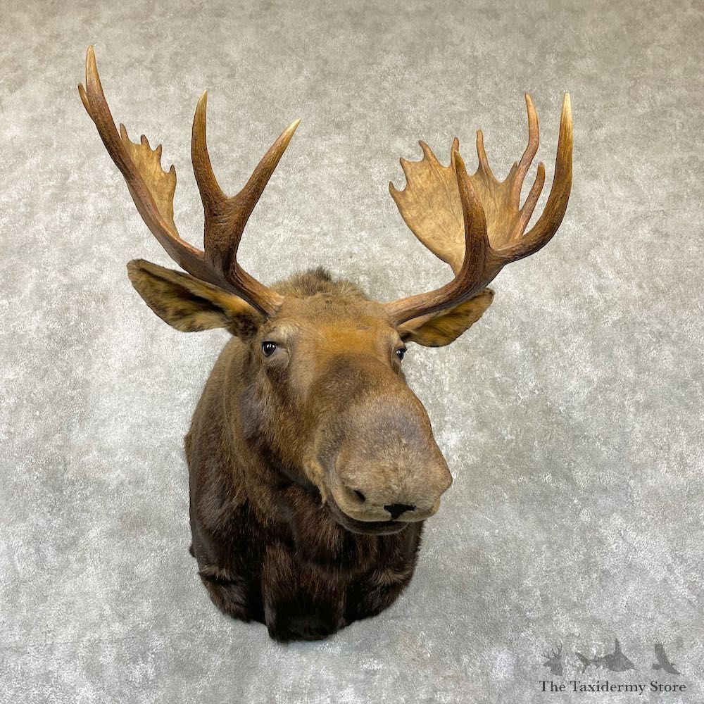Moose Shoulder Mount For Sale #26473 @ The Taxidermy Store