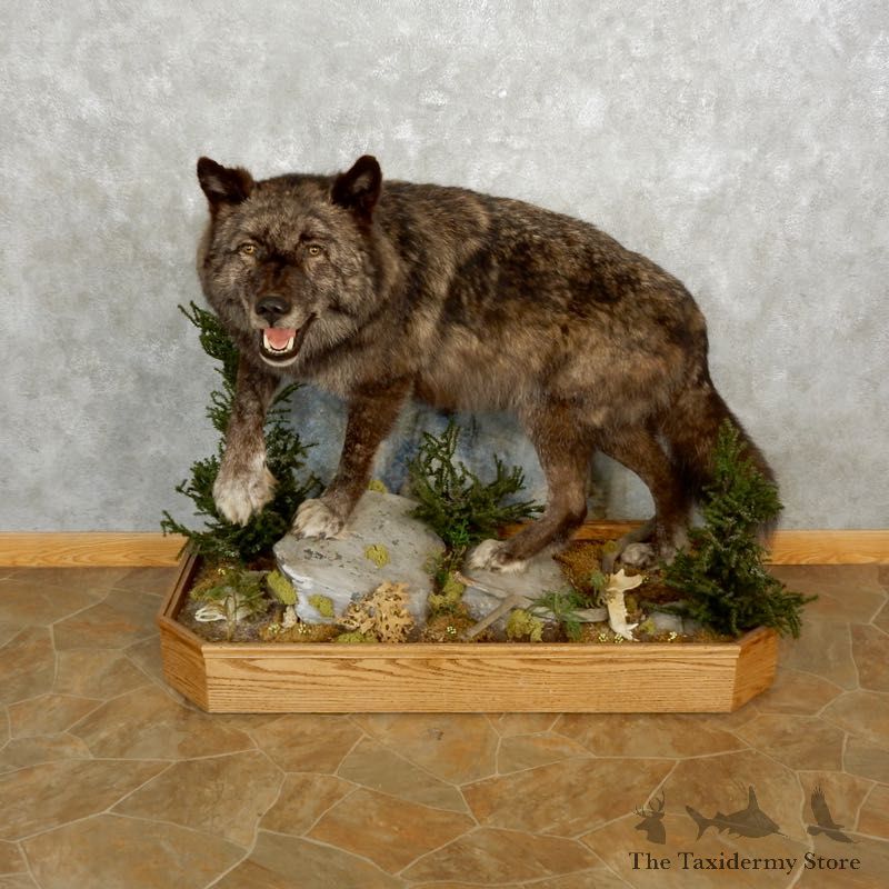 Black Alaskan Wolf Mount For Sale #17593 @ The Taxidermy Store