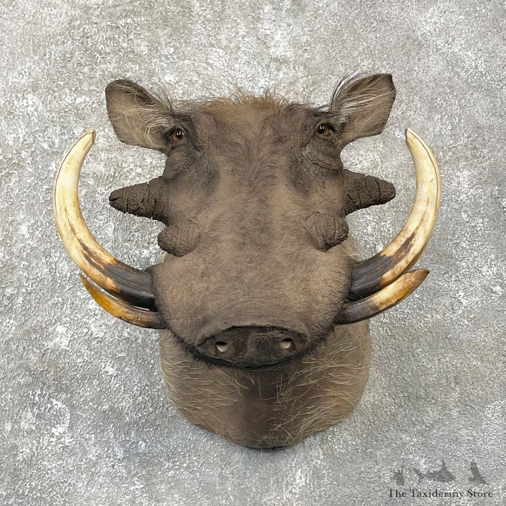 African Warthog Shoulder Mount For Sale #25089 @ The Taxidermy Store