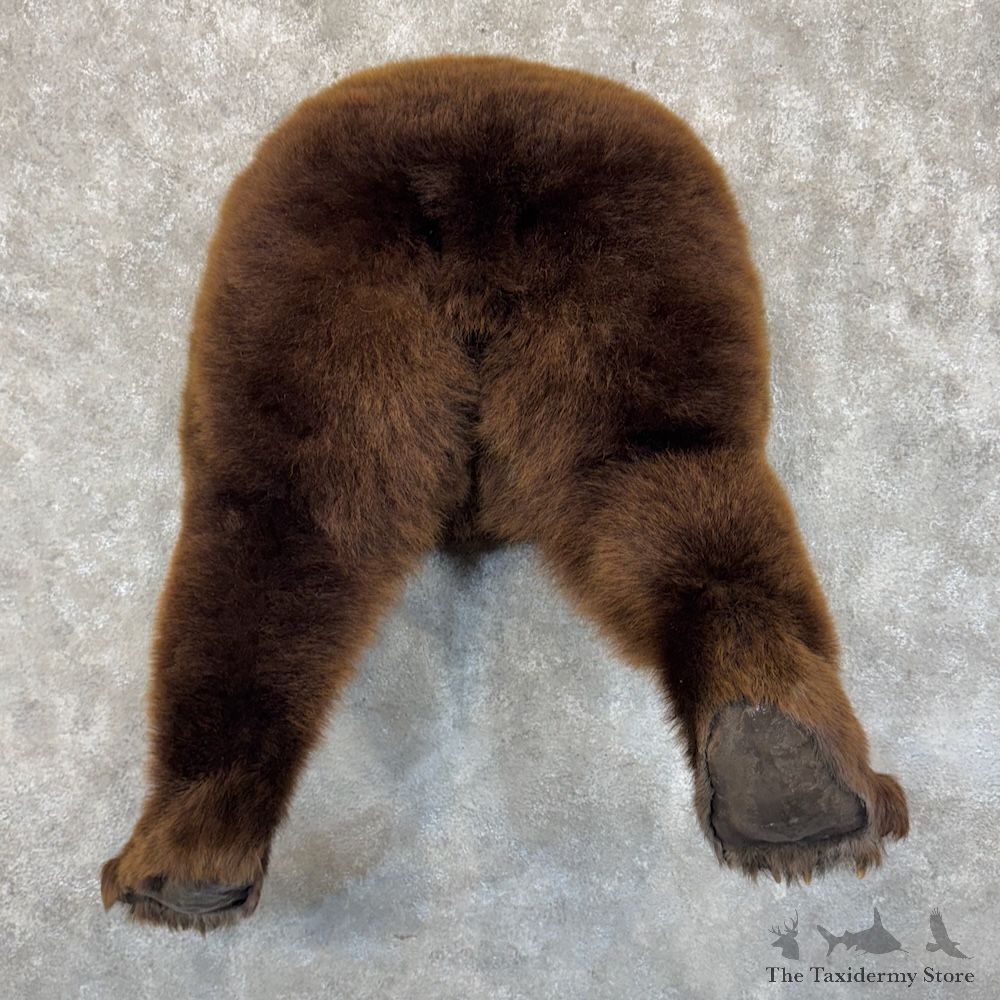 Brown Bear Rear Mount For Sale #30046 @ The Taxidermy Store