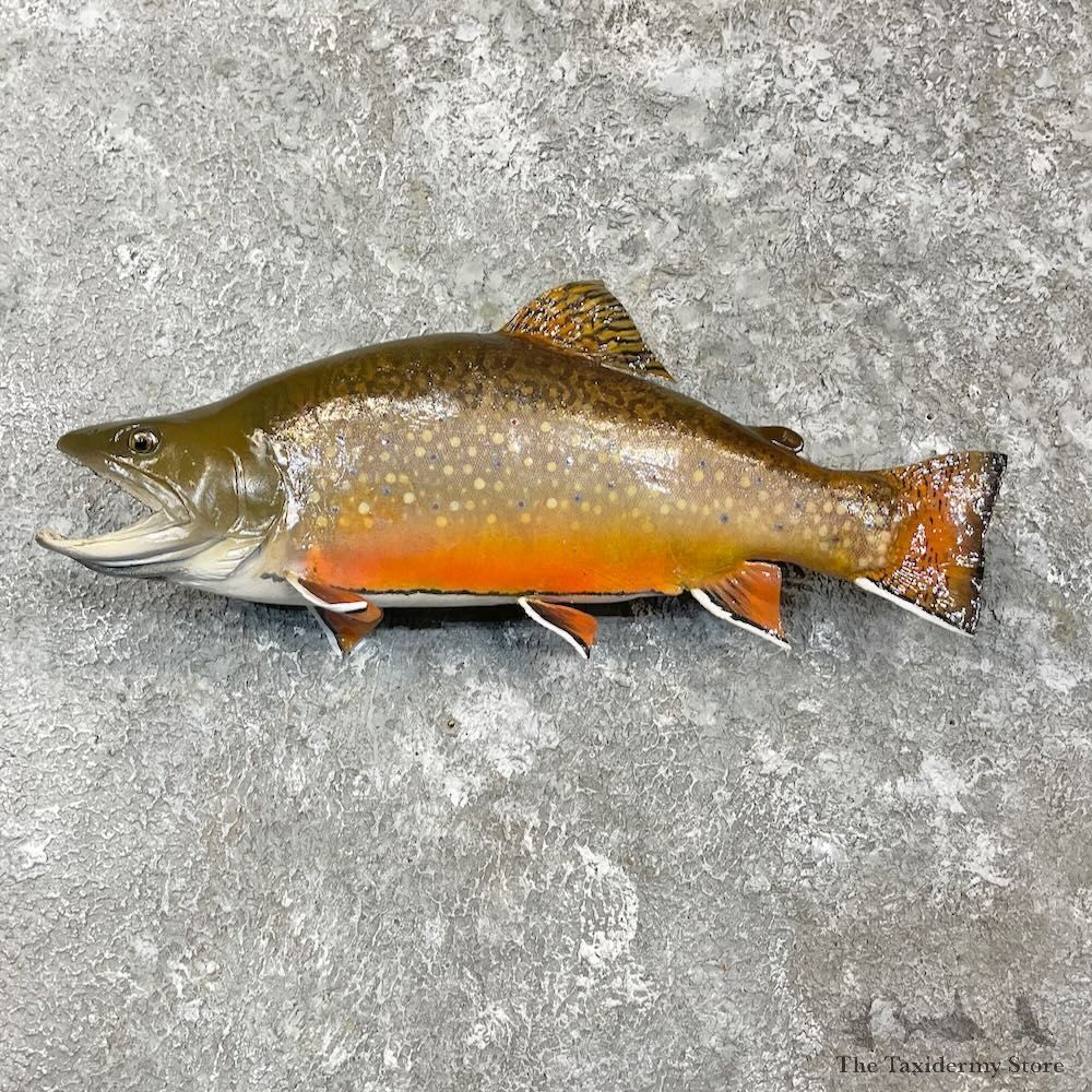 Brook Trout Fish Mount For Sale #27226 @ The Taxidermy Store