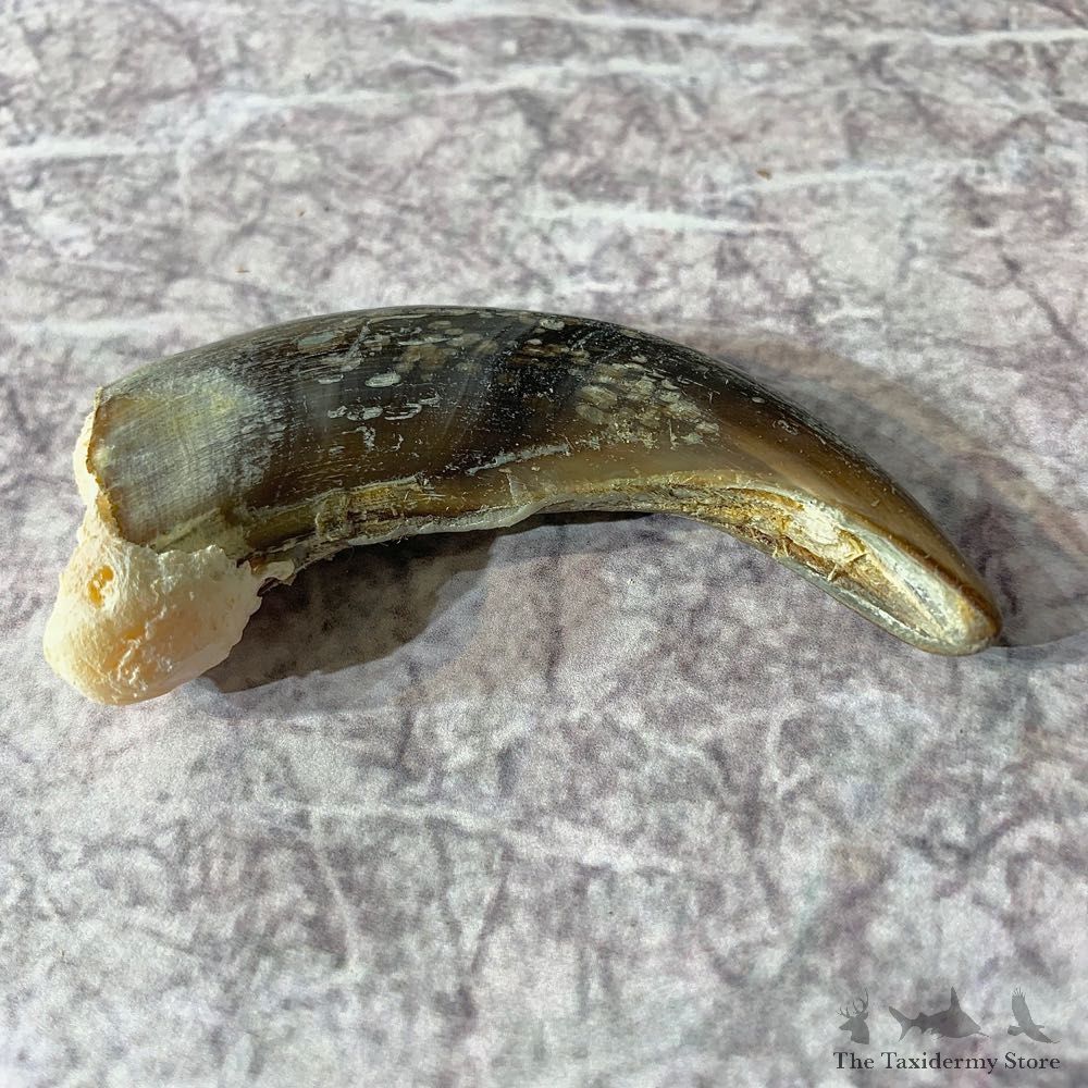 Grizzly Bear Claw For Sale #21903 - The Taxidermy Store