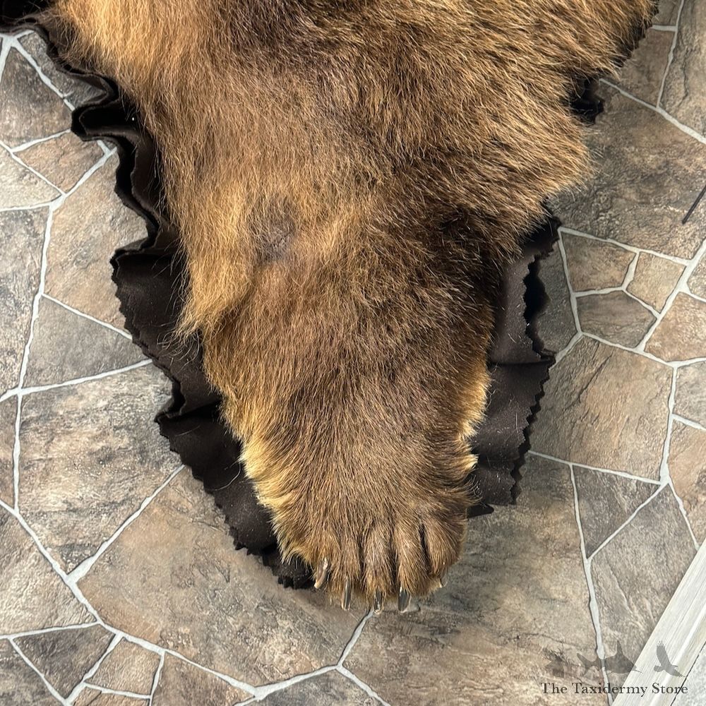 Grizzly Bear Full Size Rug Mount For Sale #29315 @ The Taxidermy Store