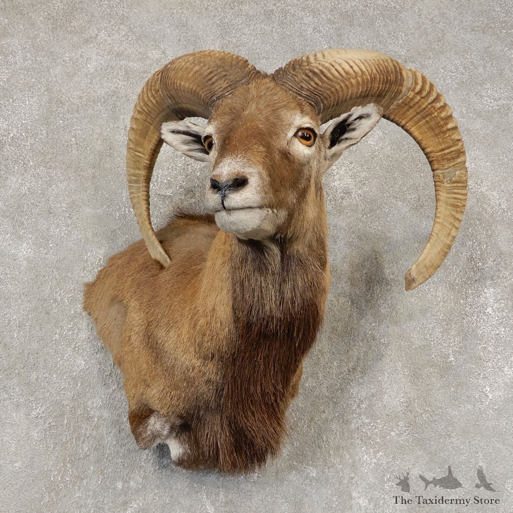 Mouflon Ram Wall Pedestal Mount For Sale #21449 @ The Taxidermy Store