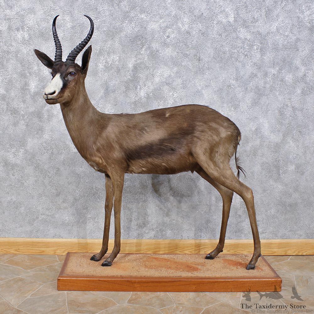 African Black Springbok Life Size Taxidermy Mount #12458 For Sale @ The Taxidermy Store