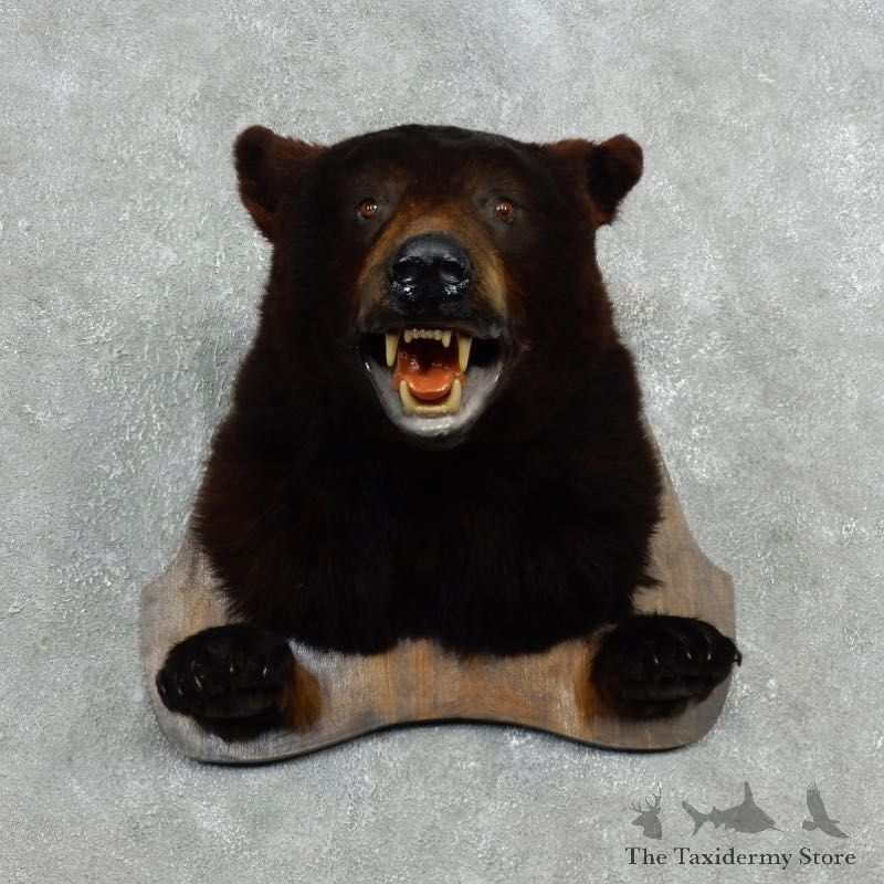 Black Bear Head Taxidermy Mount For Sale #17994 @ The Taxidermy Store