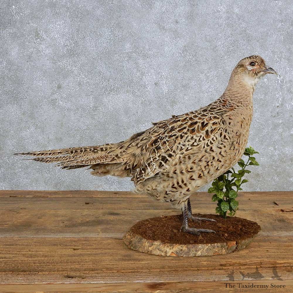 Ringneck Pheasant Hen Bird Mount For Sale #14885 @ The Taxidermy Store