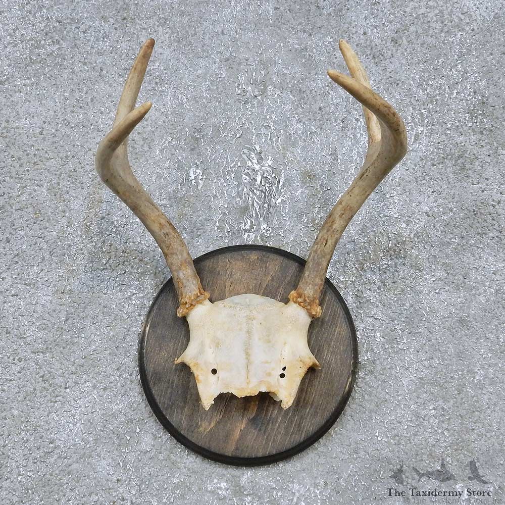 Whitetail Deer Antler Plaque Mount For Sale #14752 @ The Taxidermy Store