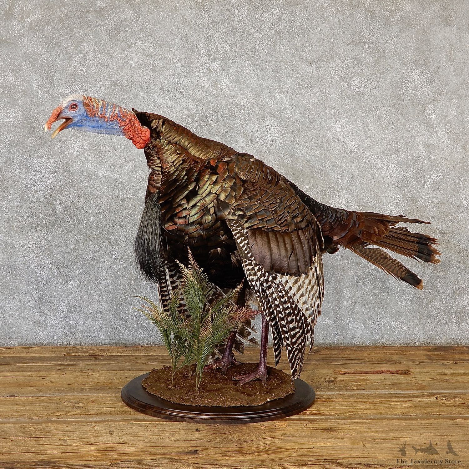Eastern Turkey Bird Mount For Sale #19348 @ The Taxidermy Store