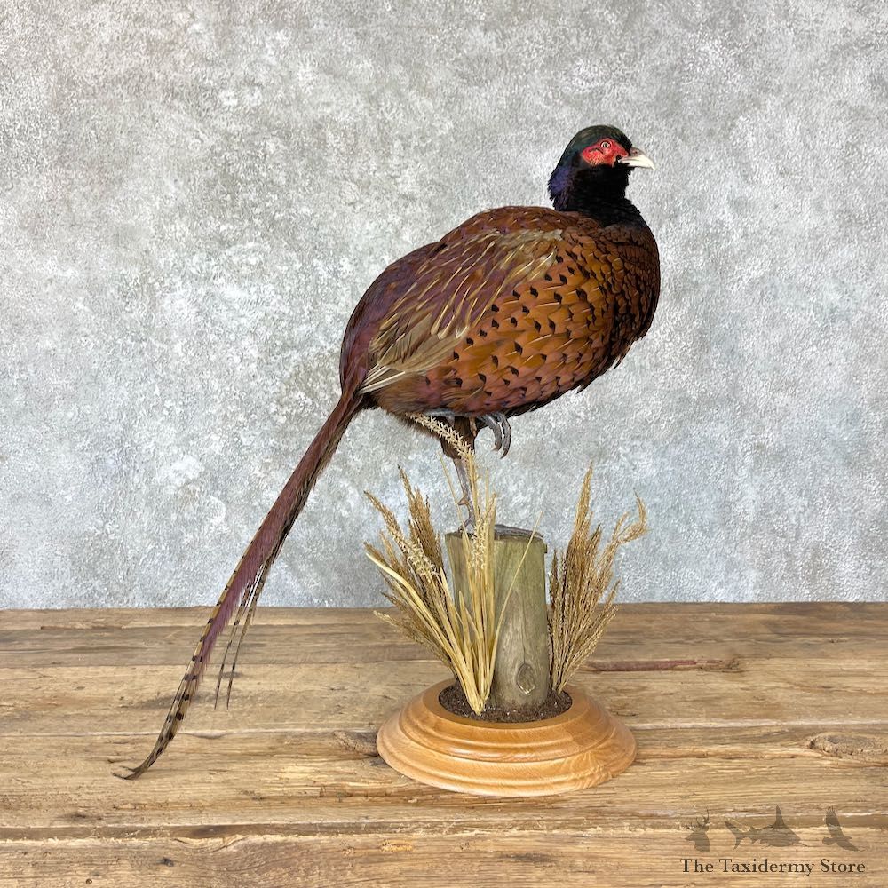 Talish Pheasant Mount For Sale #26663 @ The Taxidermy Store