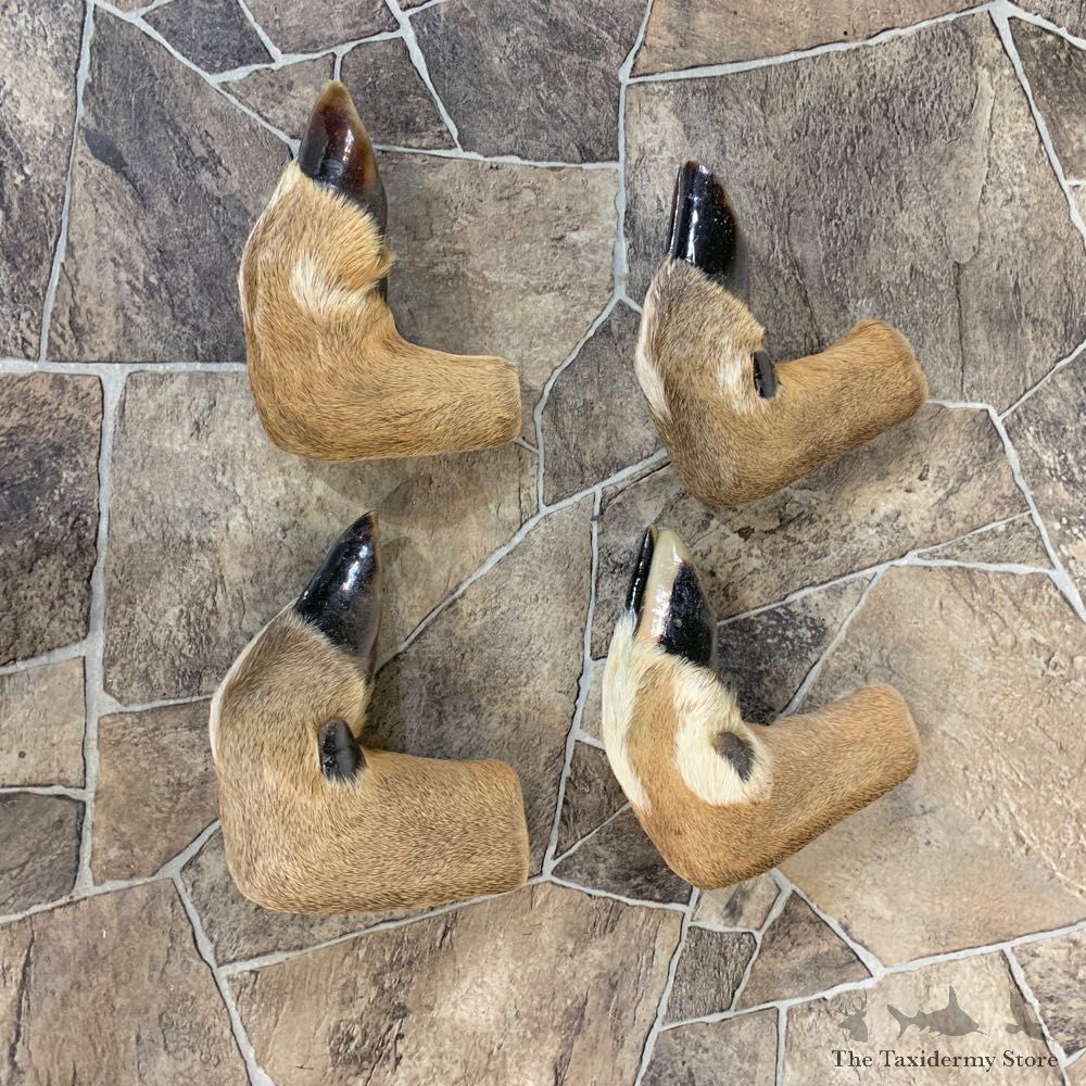 Deer Hoof Craft Pack For Sale #22019 @ The Taxidermy Store