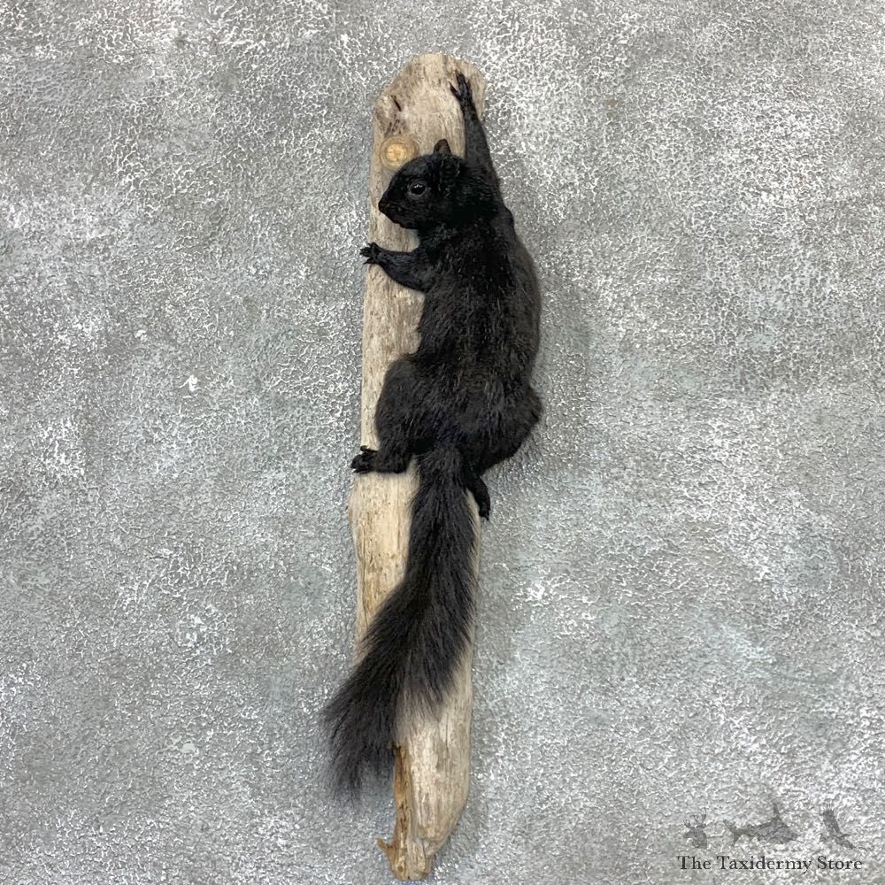 Black Squirrel Life-Size Mount For Sale #23022 @ The Taxidermy Store