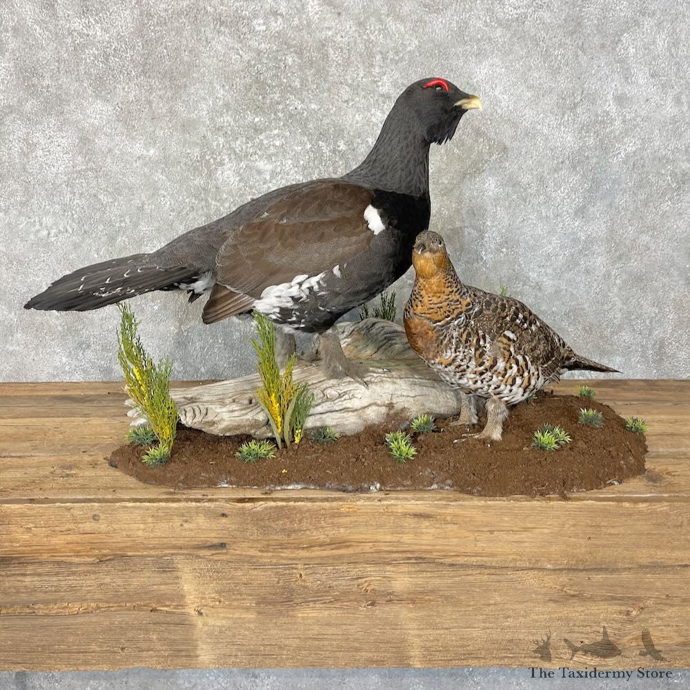 Western Capercaillie Pair Taxidermy Bird Mount For Sale
