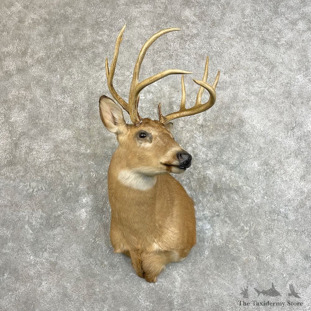 Whitetail Deer Shoulder Mount For Sale #27771 @ The Taxidermy Store