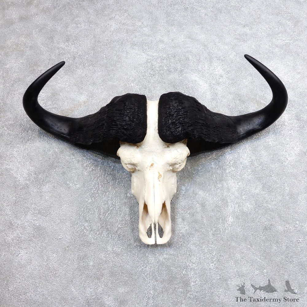 Cape Buffalo Skull Horns Mount For Sale #18703 For Sale @ The Taxidermy Store