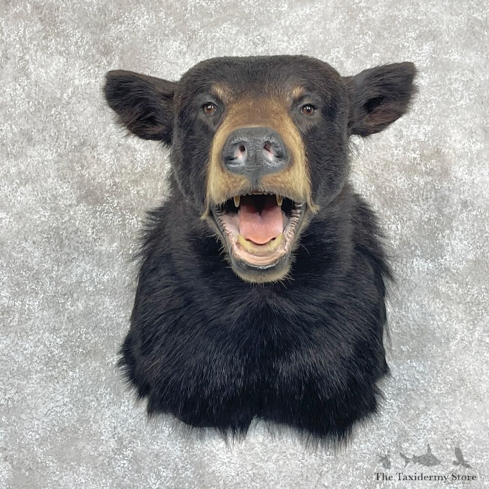 Black Bear Shoulder Mount For Sale #28081 @ The Taxidermy Store