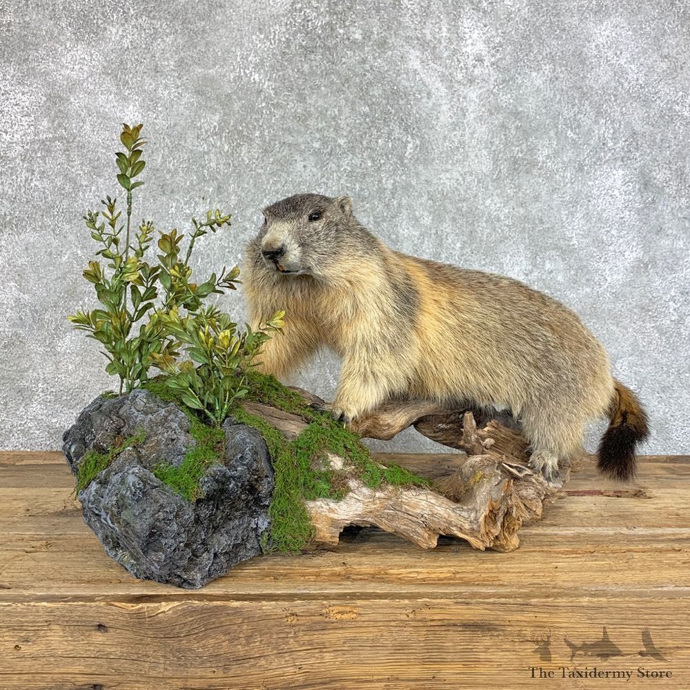 Yellow-Bellied Marmot Life-Size Mount For Sale #22202 @ The Taxidermy Store
