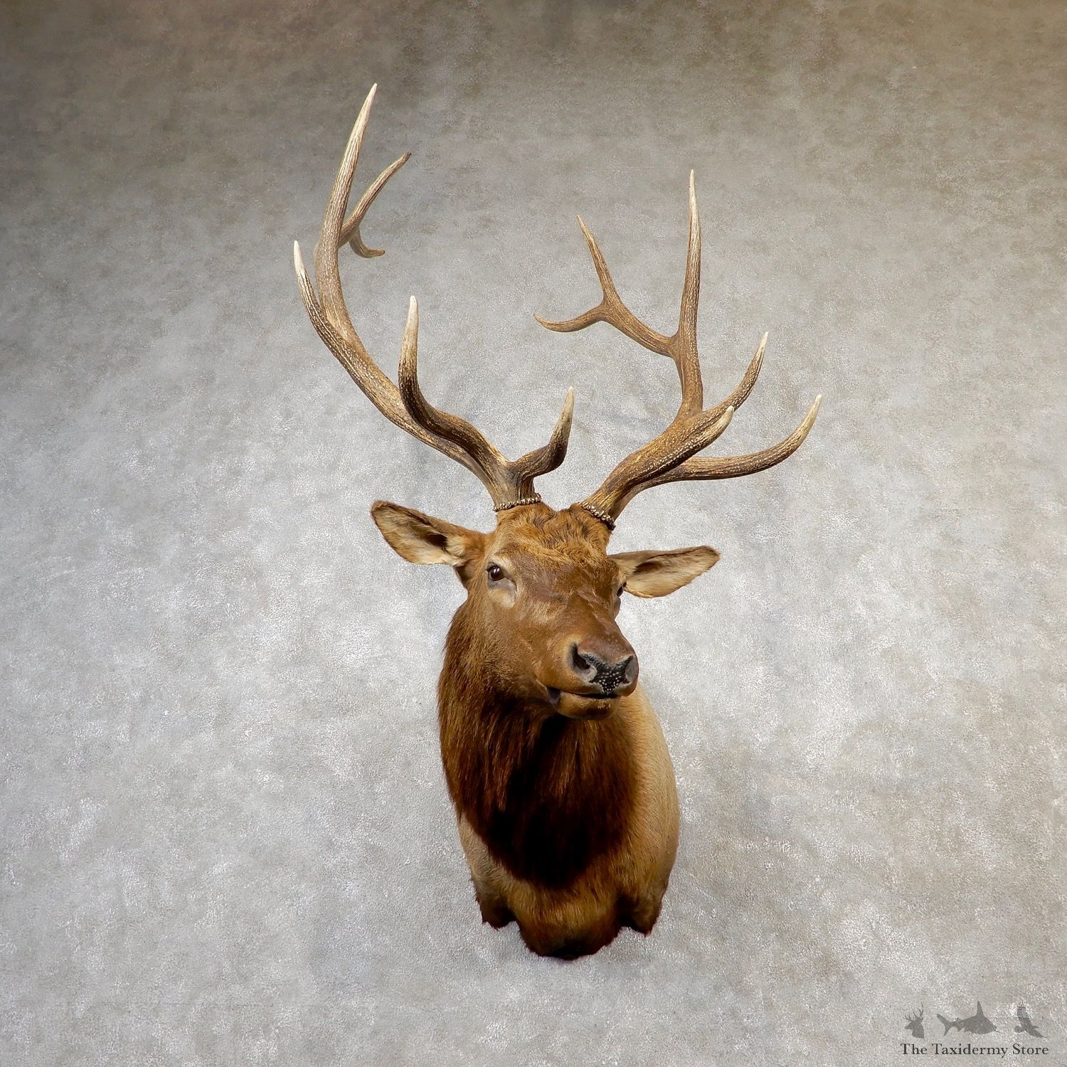 Rocky Mountain Elk Shoulder Mount For Sale #19163 @ The Taxidermy Store