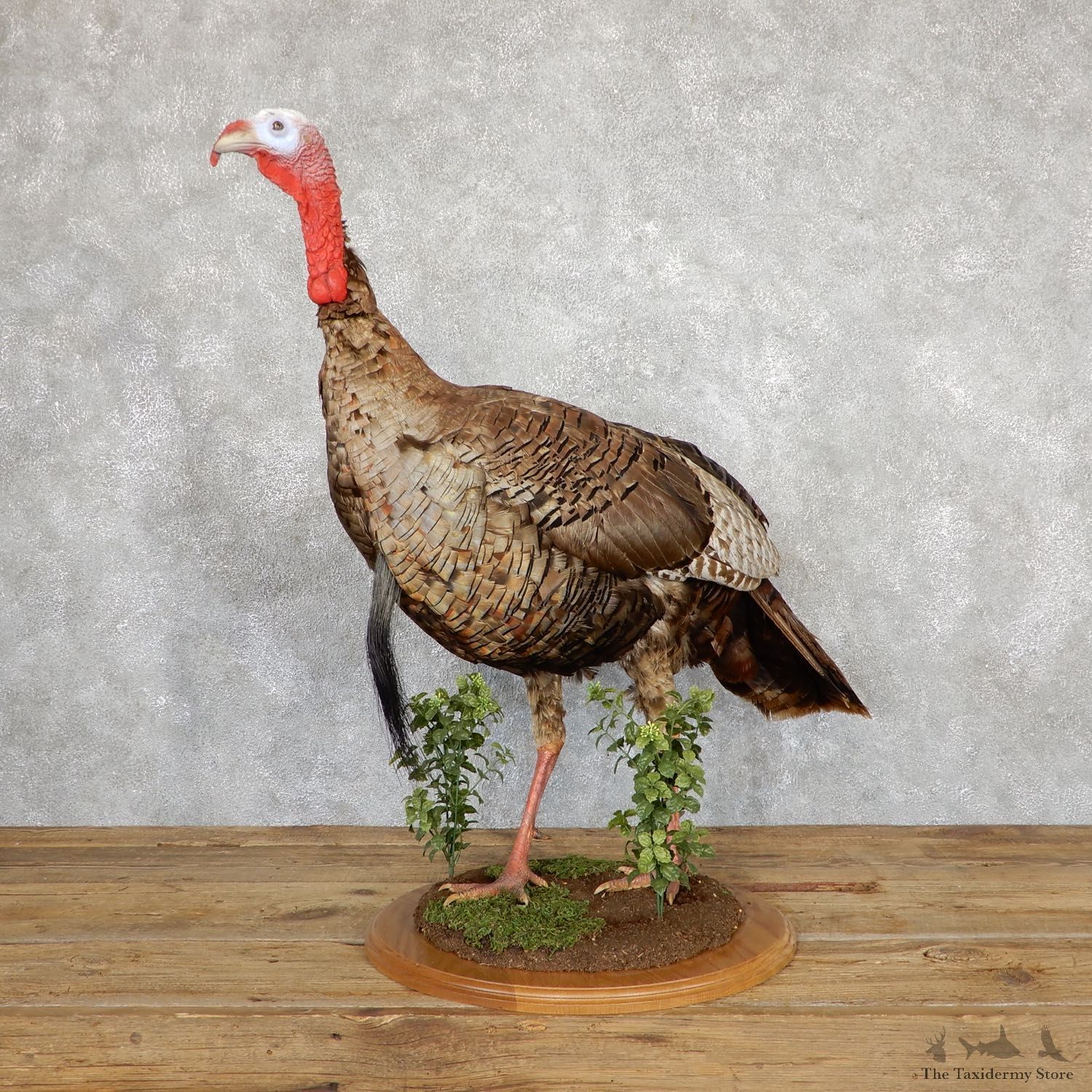 Eastern Turkey Bird Mount For Sale #19566 @ The Taxidermy Store
