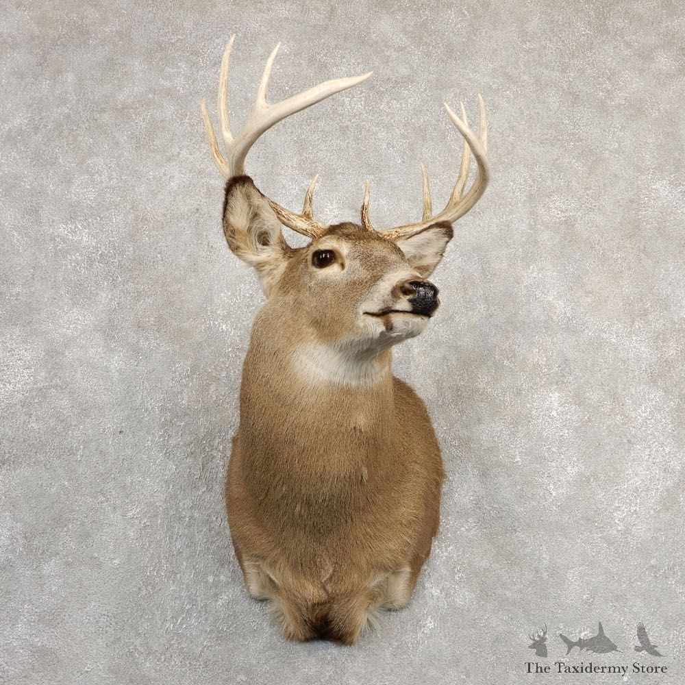 Whitetail Deer Shoulder Mount #20822 For Sale - The Taxidermy Store