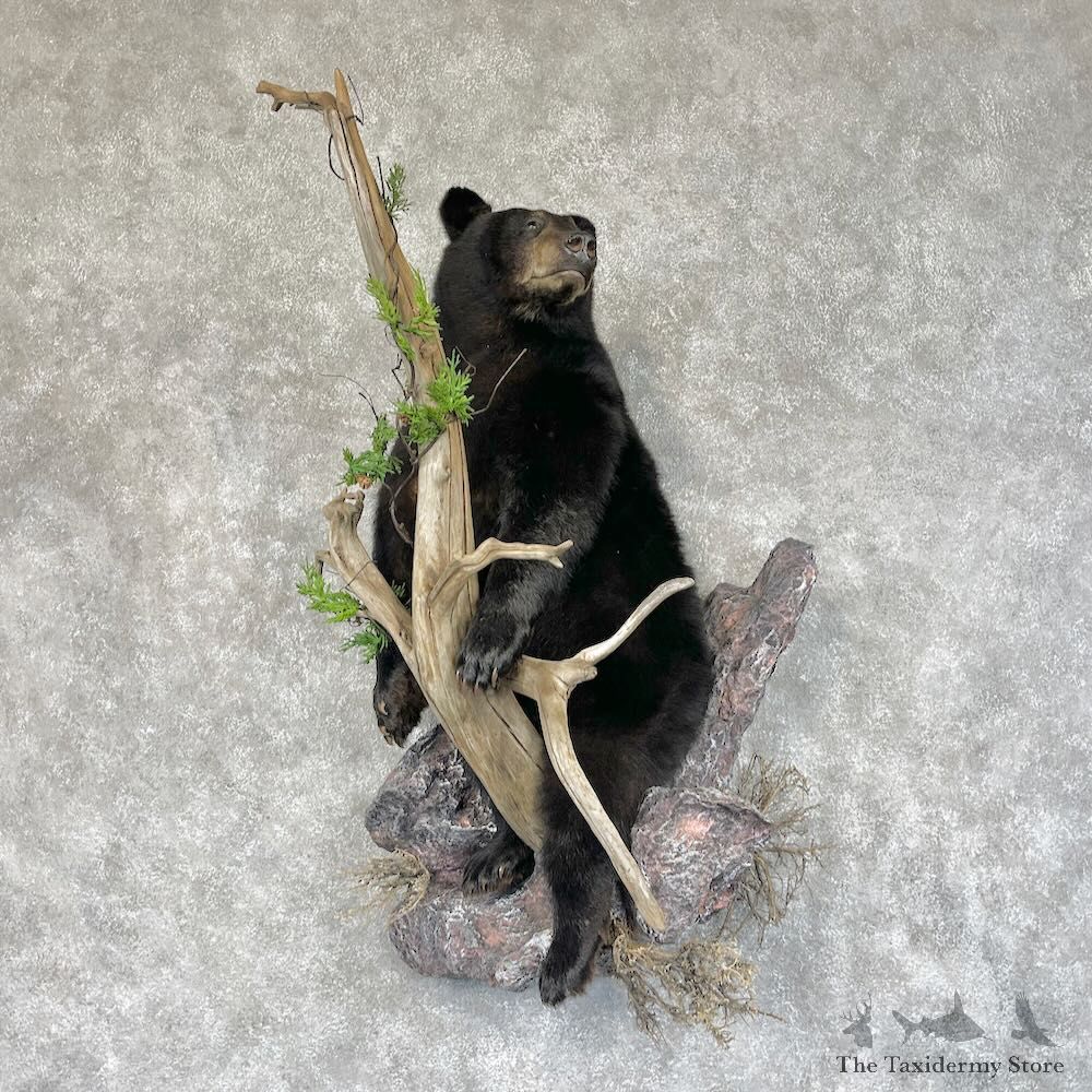 Black Bear Cub Life-Size Mount For Sale #28710 @ The Taxidermy Store