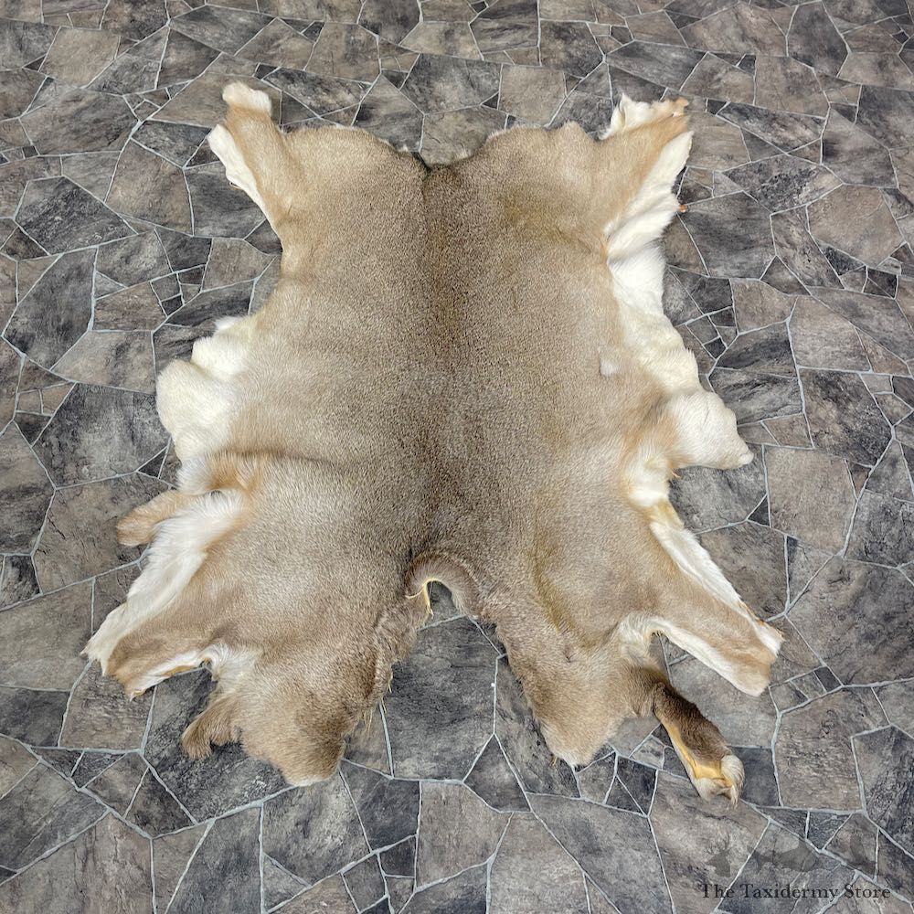 Mule Deer Tanned Hide For Sale #25265 @ The Taxidermy Store