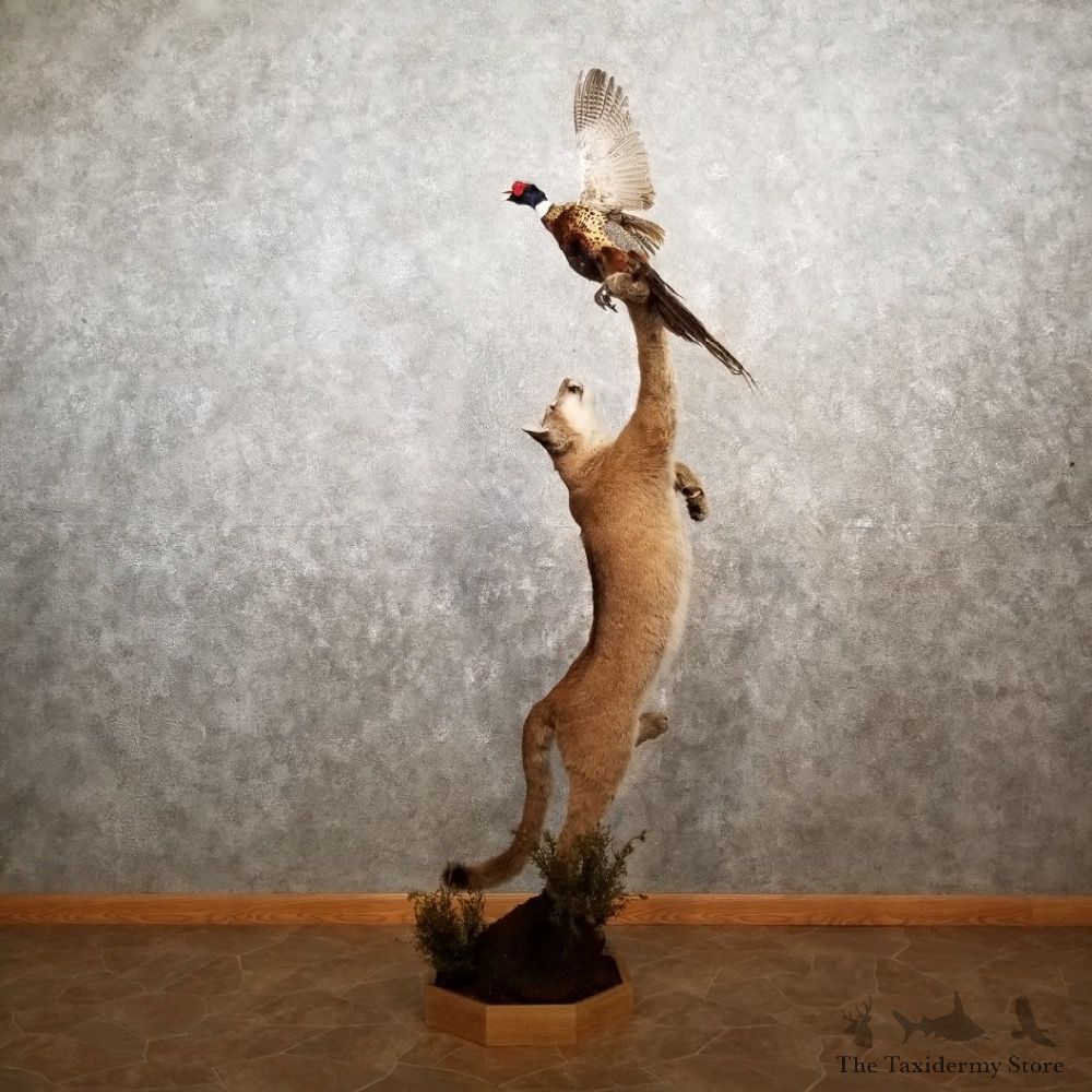 Mountain Lion Life-Size Leaping Cougar Mount For Sale #17847 @ The Taxidermy Store