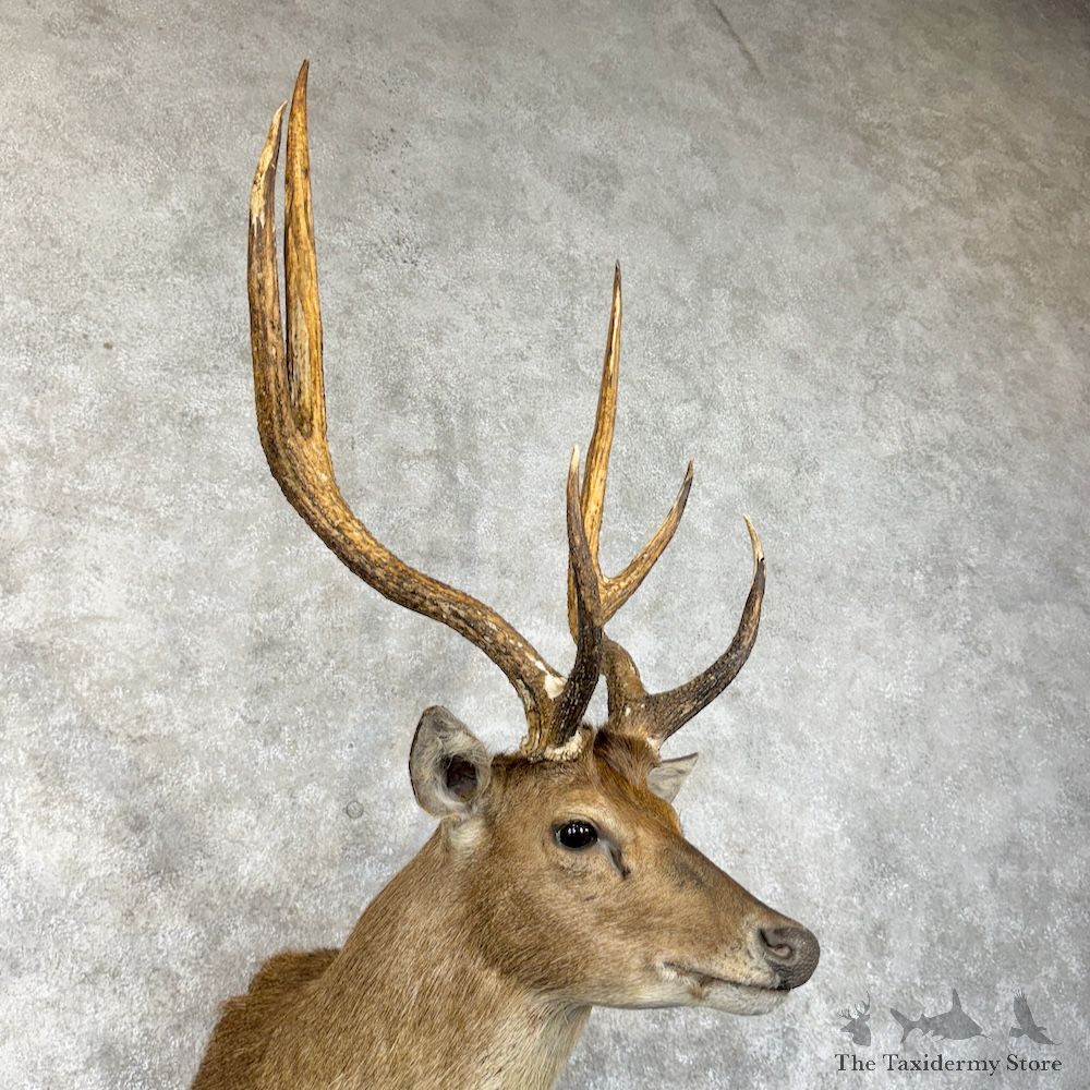 Rusa Deer Shoulder Mount For Sale #29862 @ The Taxidermy Store