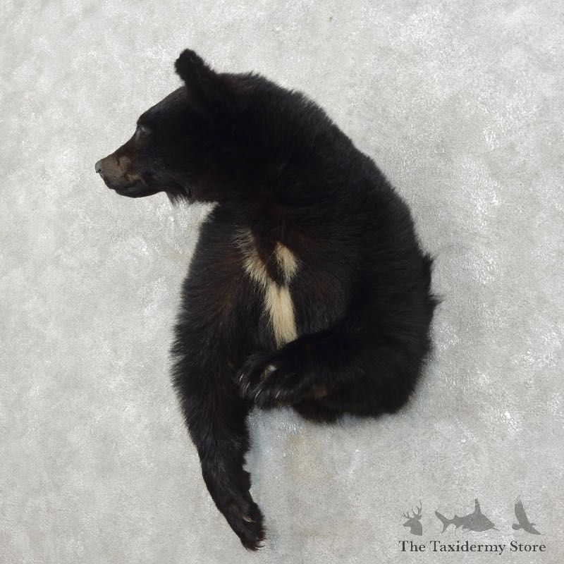 Black Bear 1/2-Life-Size Mount For Sale #17532 @ The Taxidermy Store