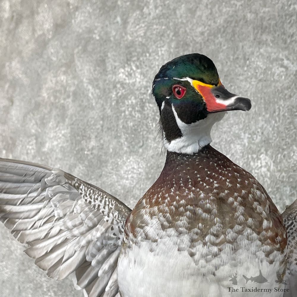 Wood Duck Taxidermy Bird Mount For Sale #26034 @ The Taxidermy Store