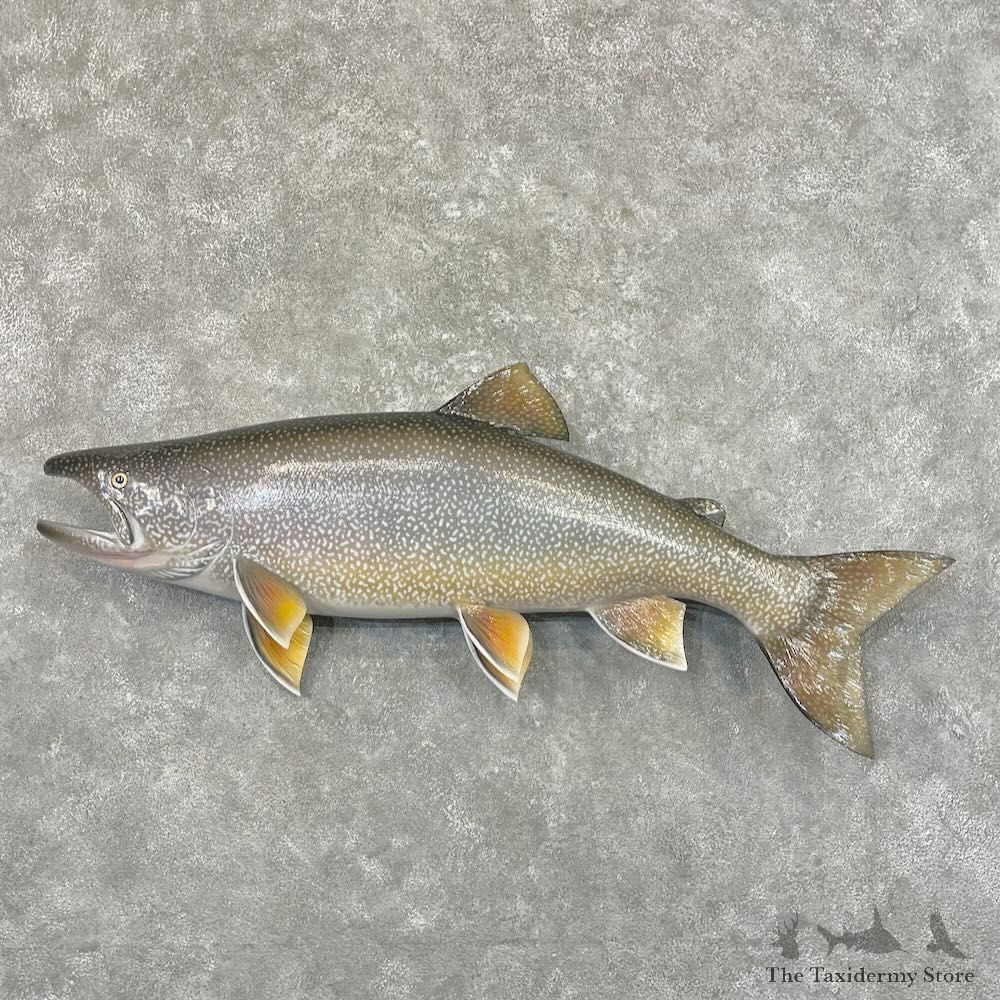 Lake Trout Freshwater Fish Mount For Sale #27689 @ The Taxidermy Store