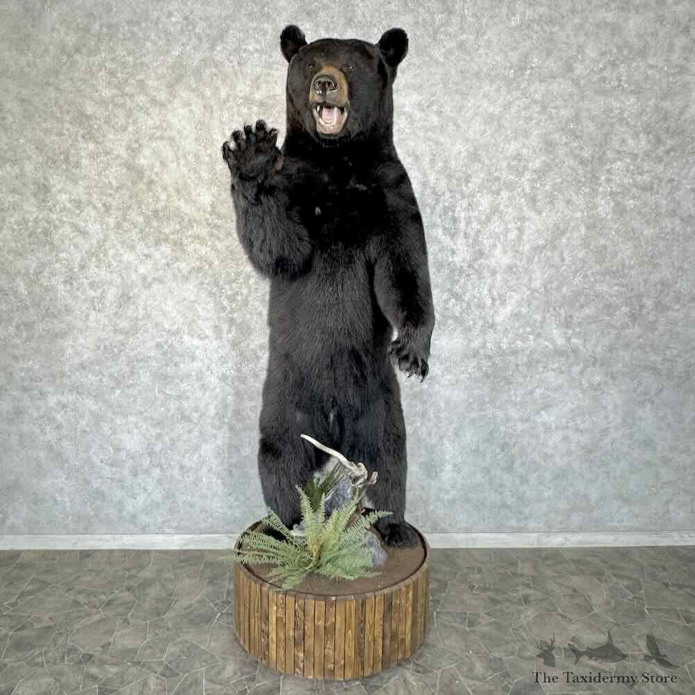 Black Bear Life-Size Mount For Sale #30664 @ The Taxidermy Store