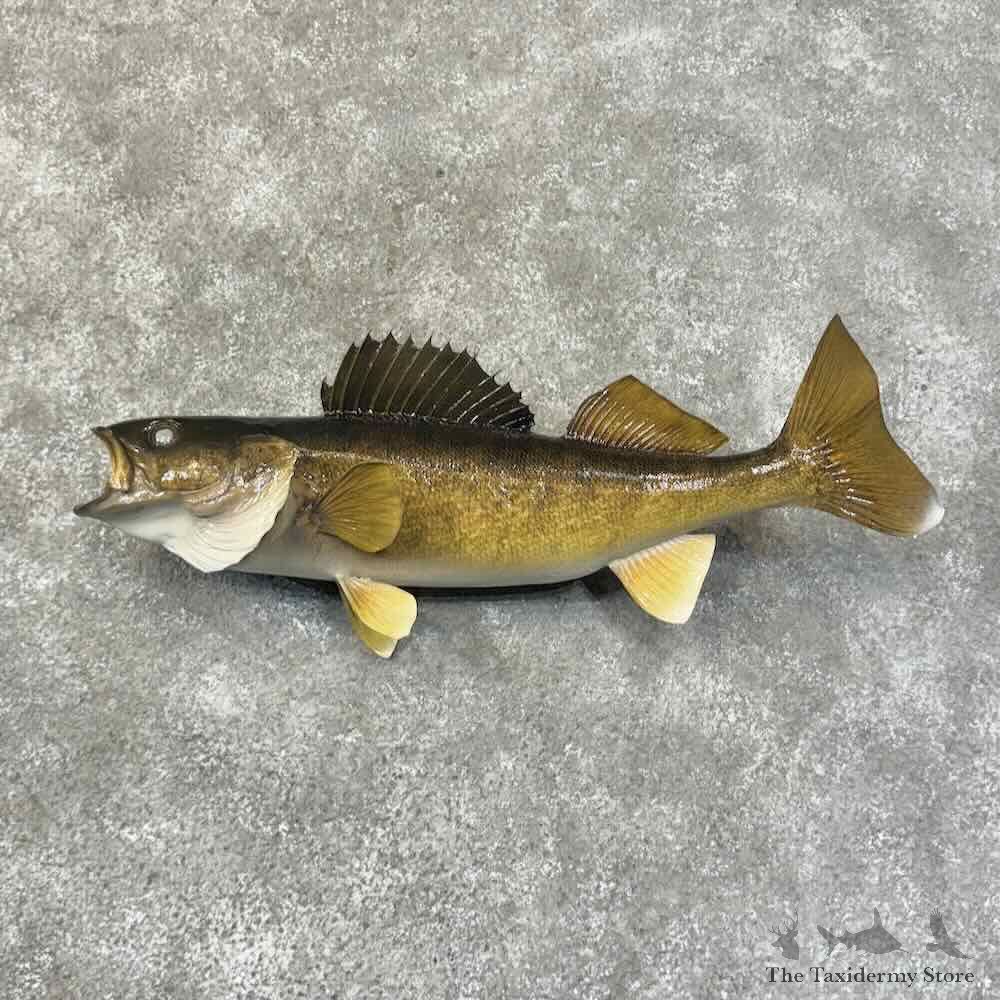 Walleye Fish Mount For Sale #31297 @ The Taxidermy Store