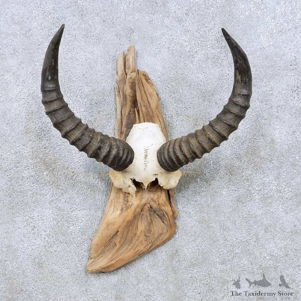 Tsessebe Horns Taxidermy Mount For Sale #13949 For Sale @ The Taxidermy Store