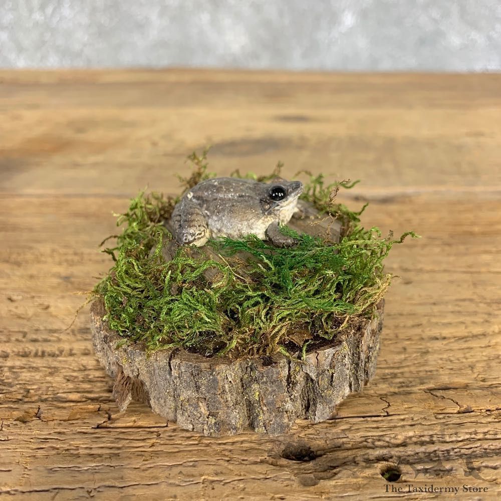 Juvenile Bullfrog Taxidermy Mount For Sale #21404 @ The Taxidermy Store