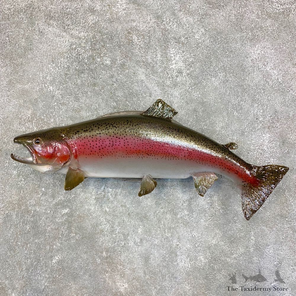 Rainbow Trout Fish Mount For Sale #21780 @ The Taxidermy Store