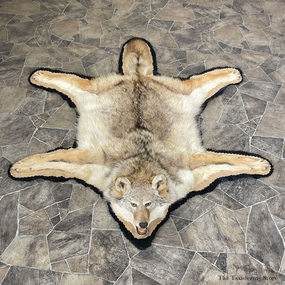 Coyote Rug Taxidermy Mount For Sale #26288 @ The Taxidermy Store